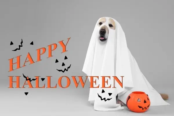 Happy Halloween from The Mortgage Source